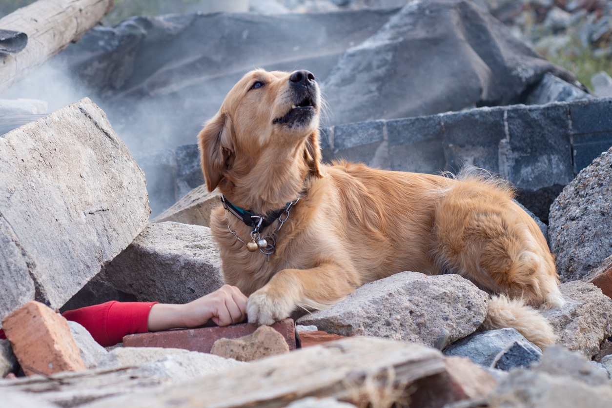 Chien sauveteur