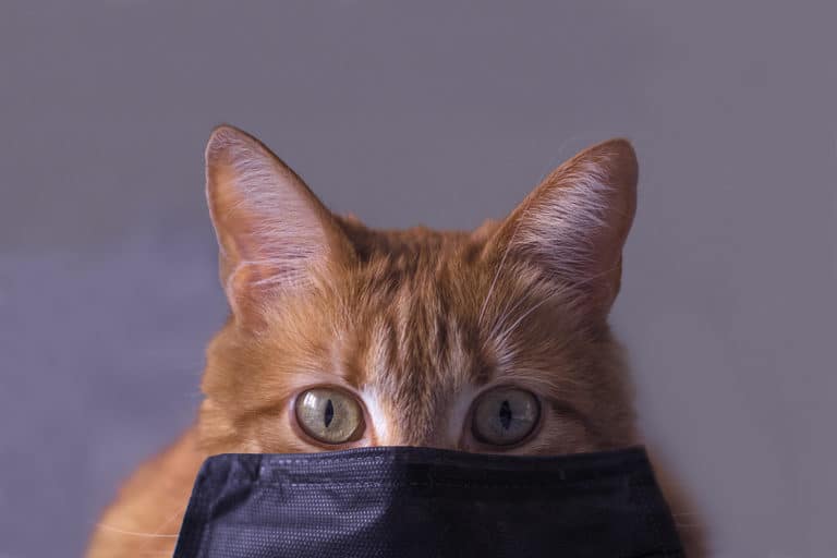 chat malade masque coronavirus