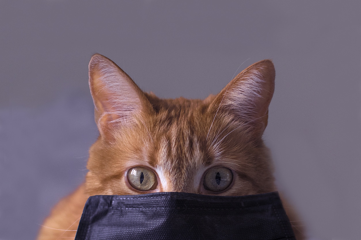 chat malade masque coronavirus