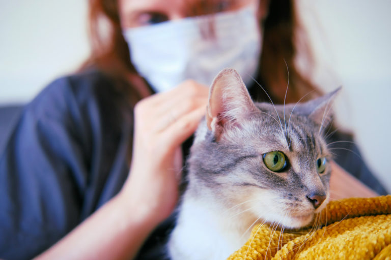 chat masque maladie coronavirus