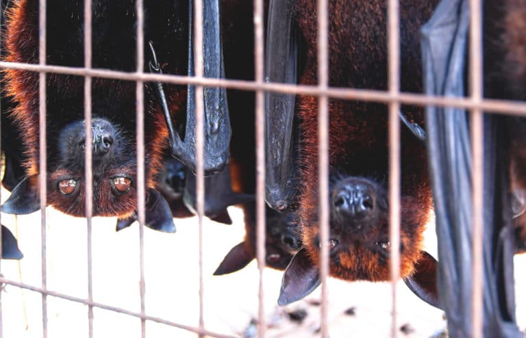 chauve souris cage marché Asie