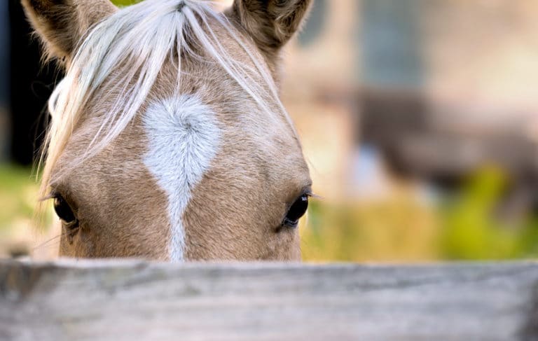 Cheval