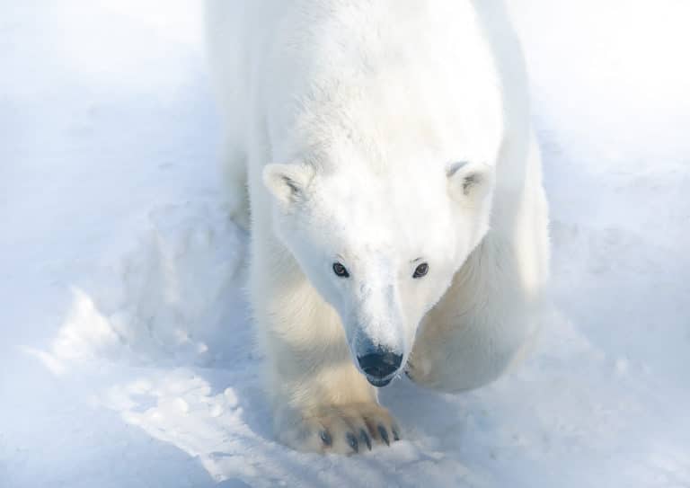 ours polaire