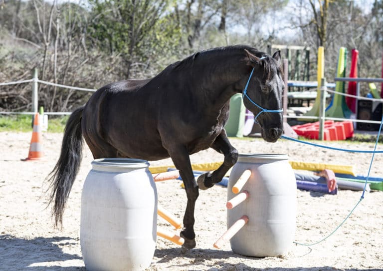 Cheval