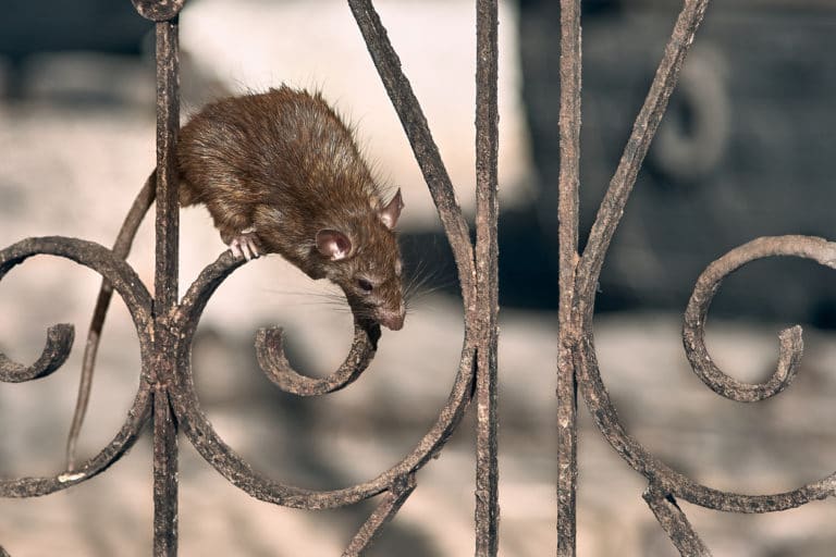 rat ville