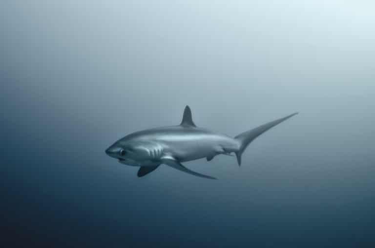 requin renard