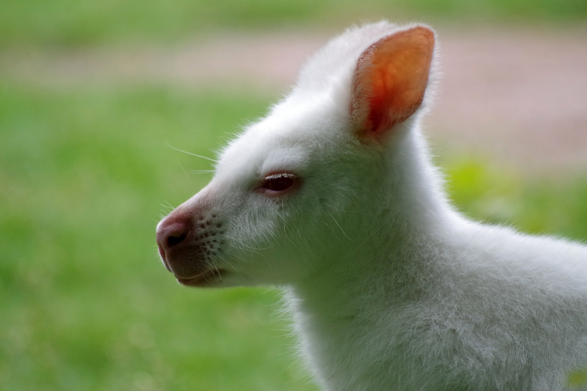 kangourou albinos