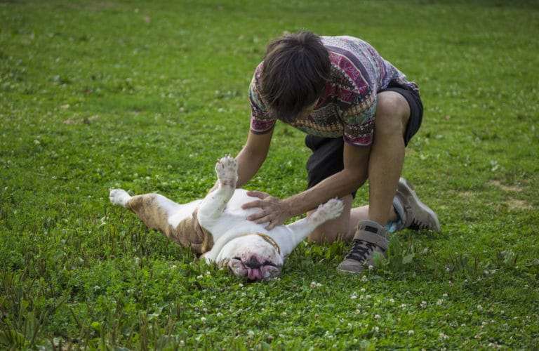 Caresse ventre chien