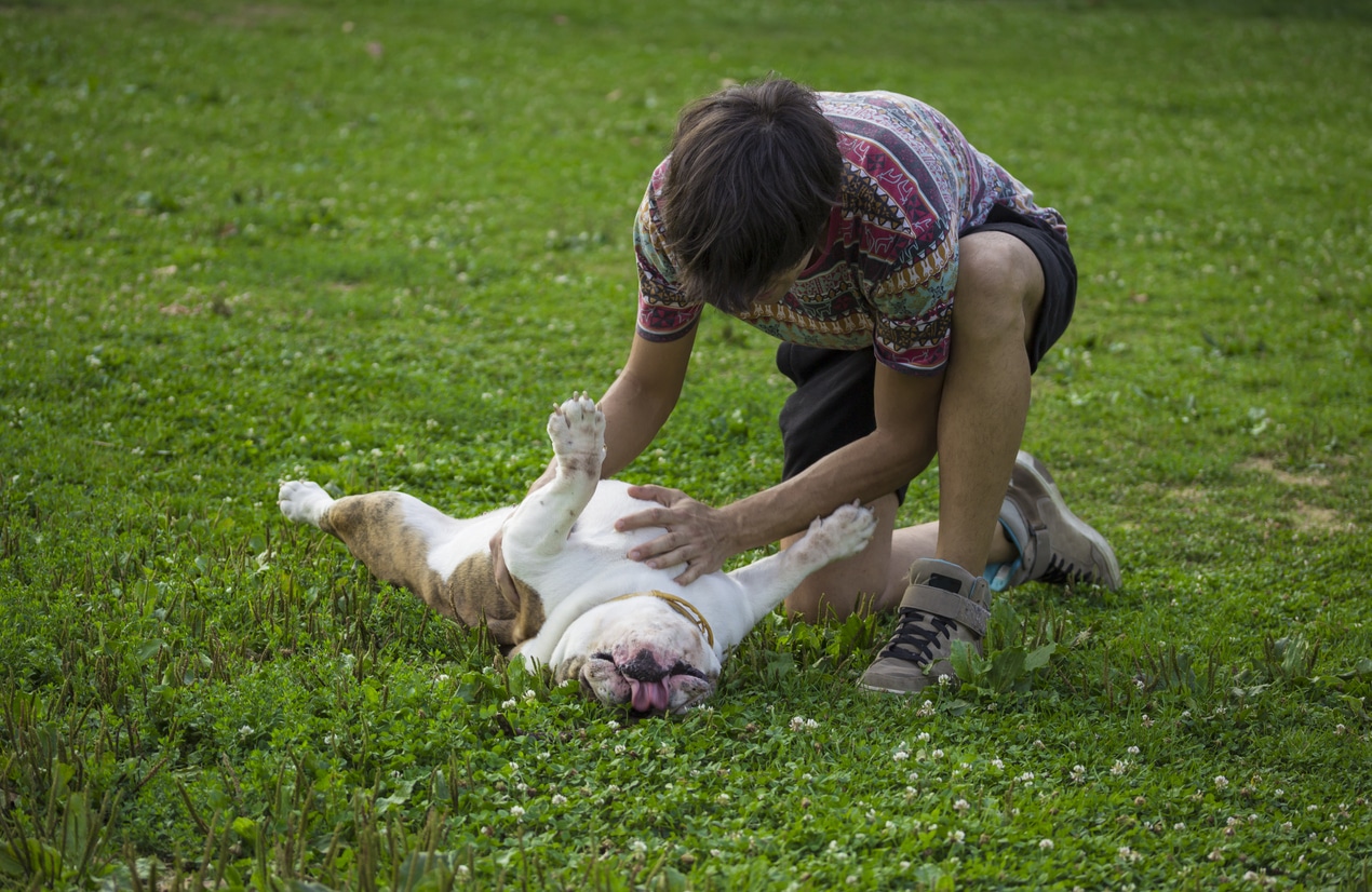 Caresse ventre chien