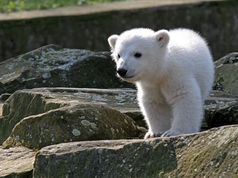 knut