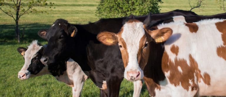 Vaches
