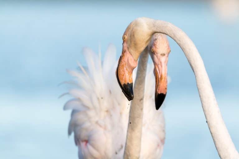 Flamants roses