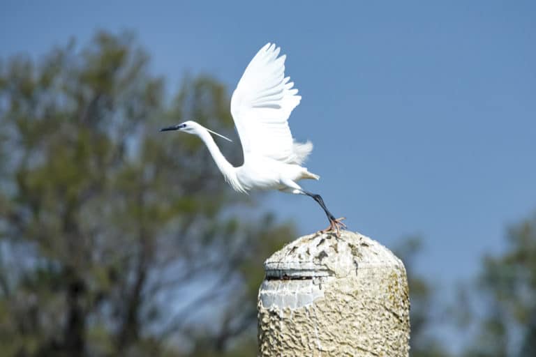 aigrette garzette