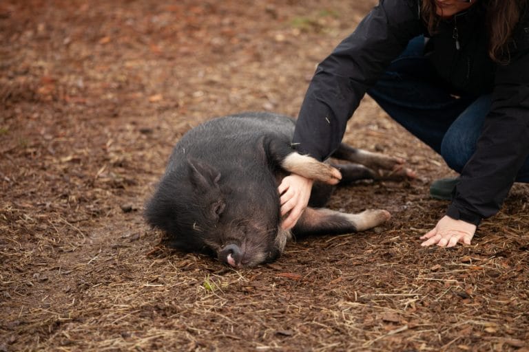 Cochon de compagnie