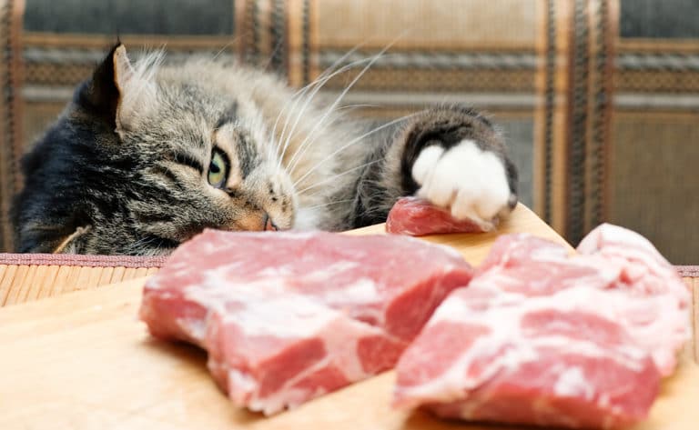 chat viande