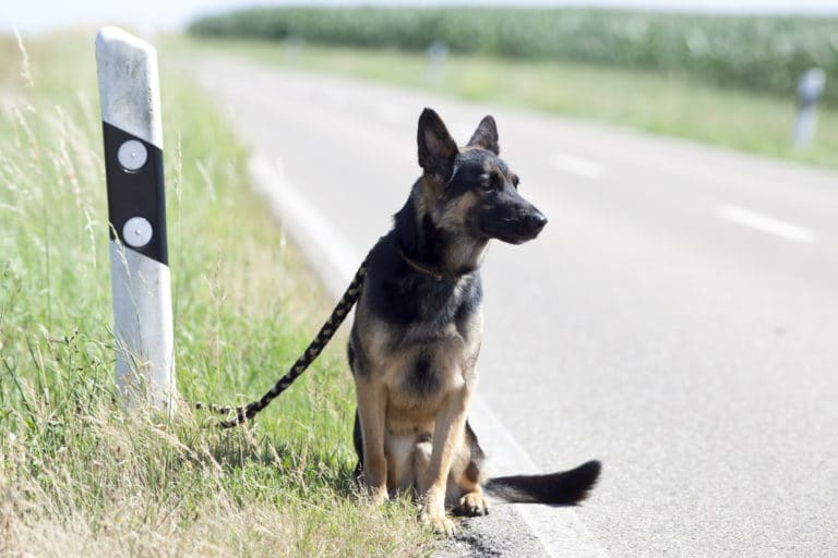 chien abandonné