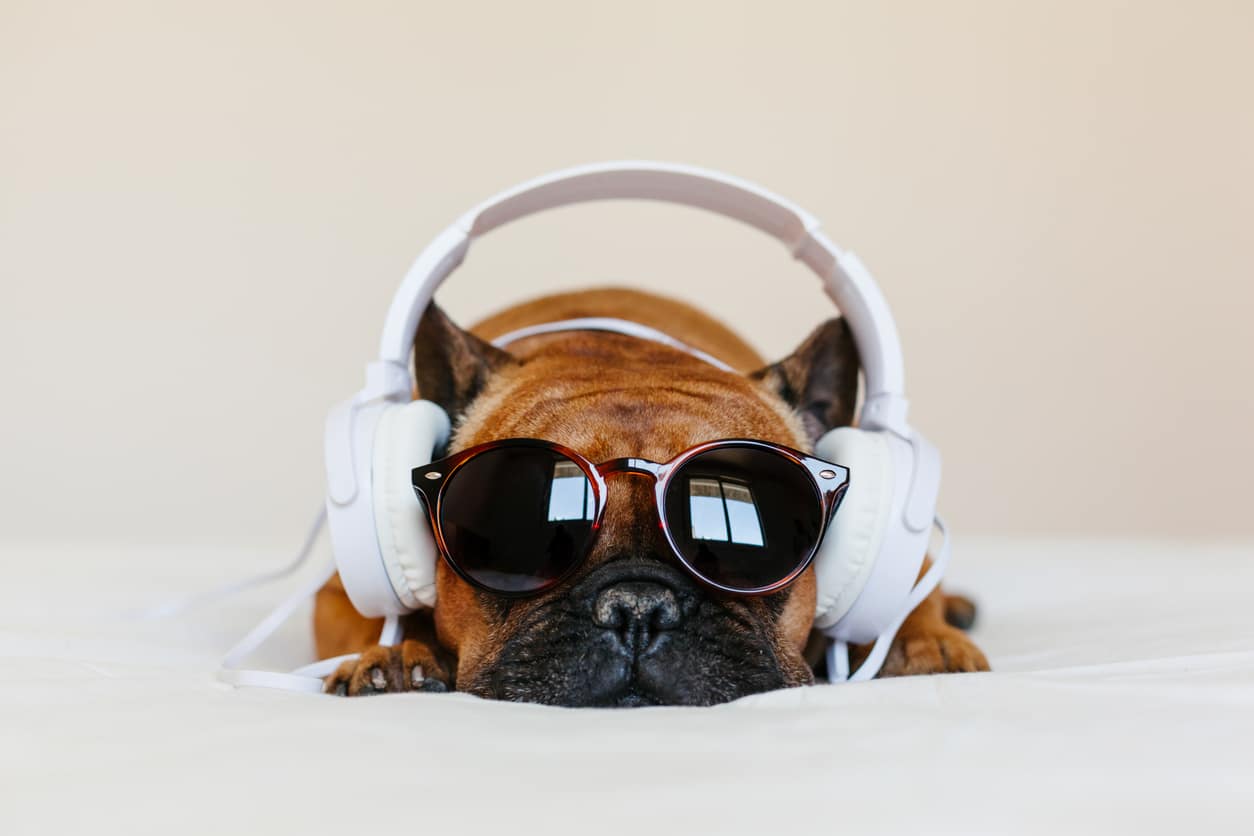 chien musique