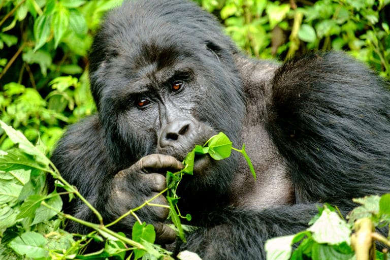 gorille dos argenté ouganda