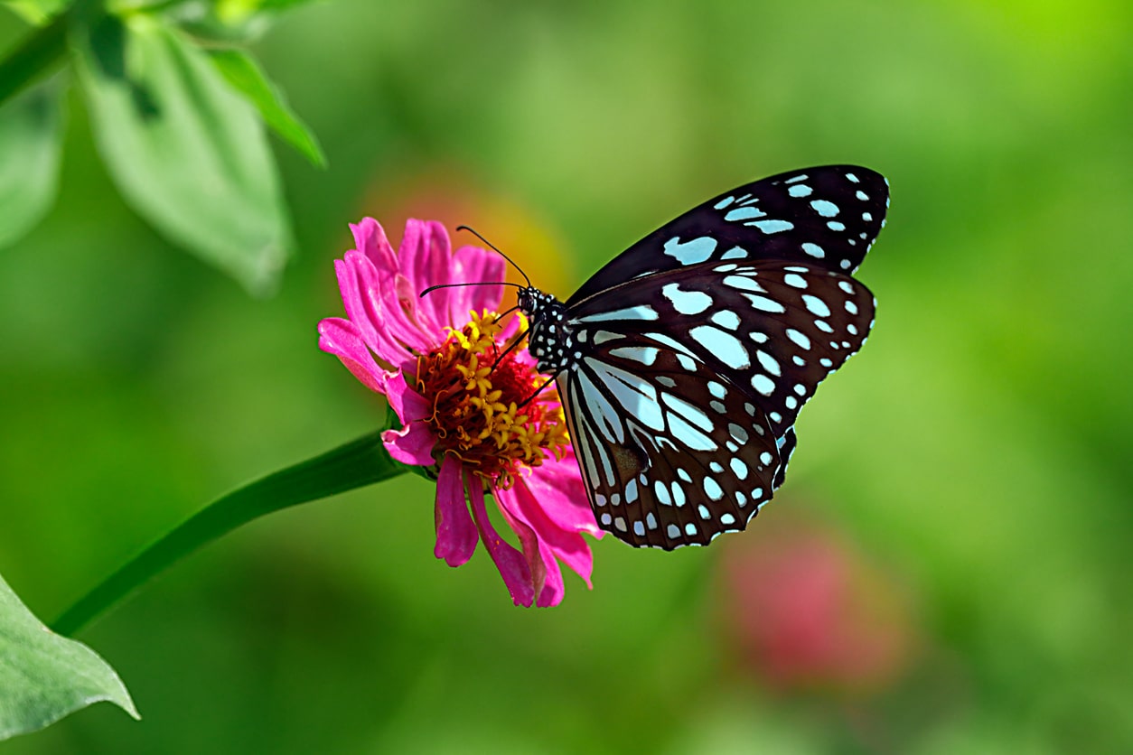 papillon