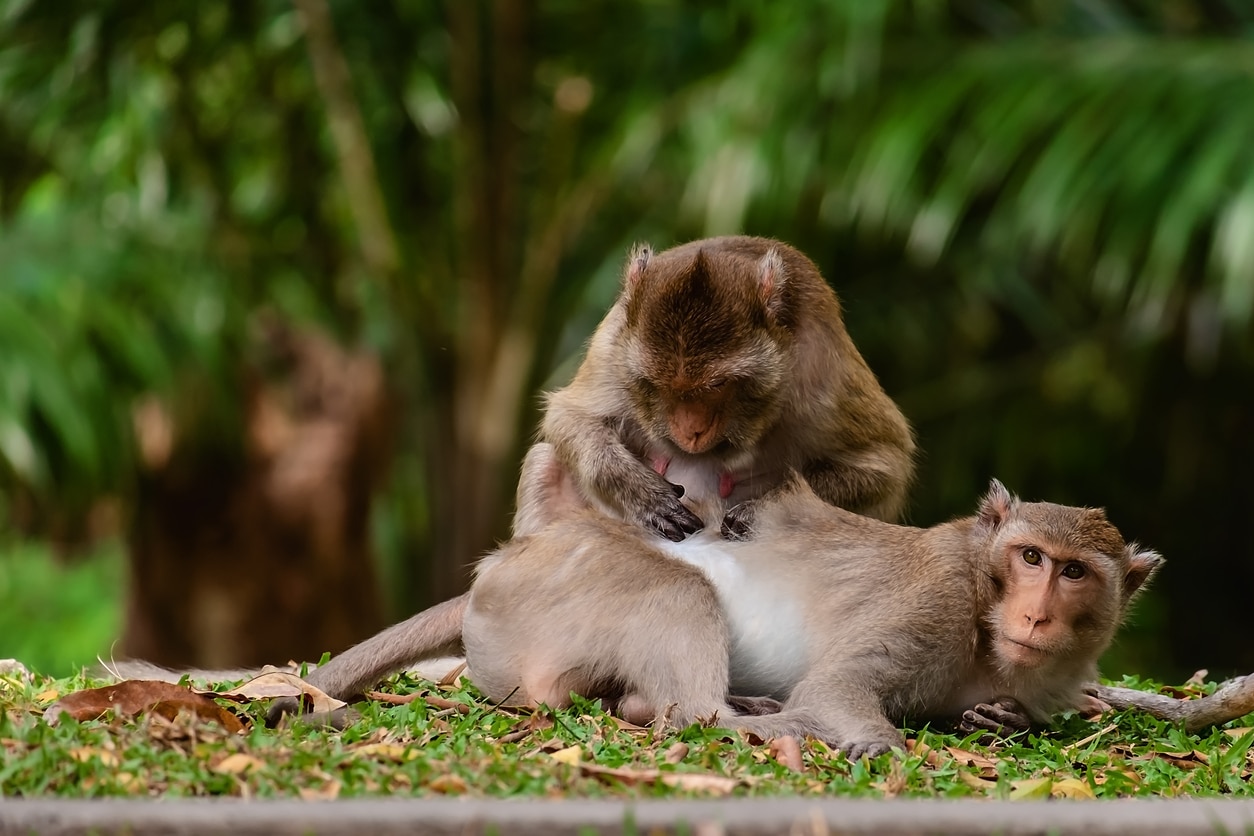 Macaques de barbarie