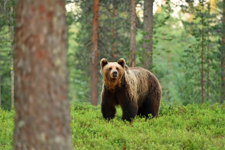 ours