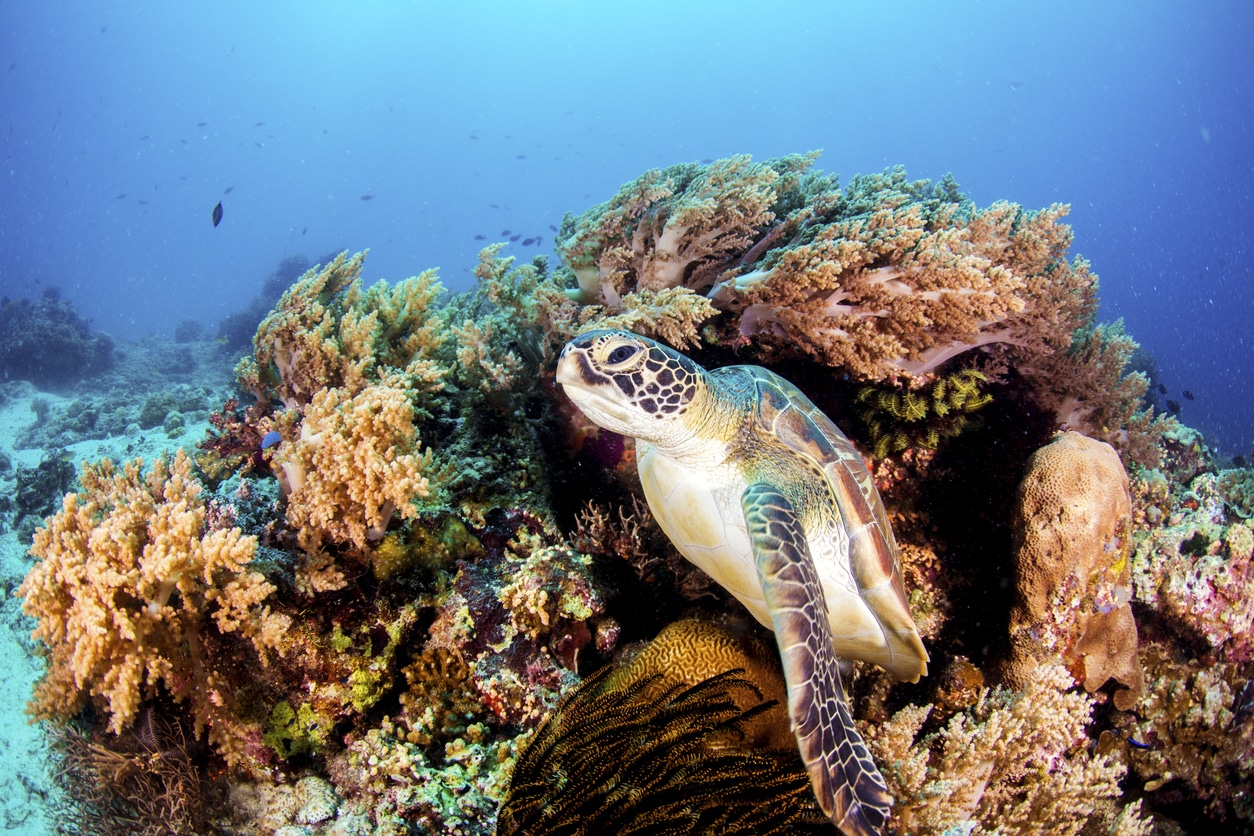 tortue verte corail