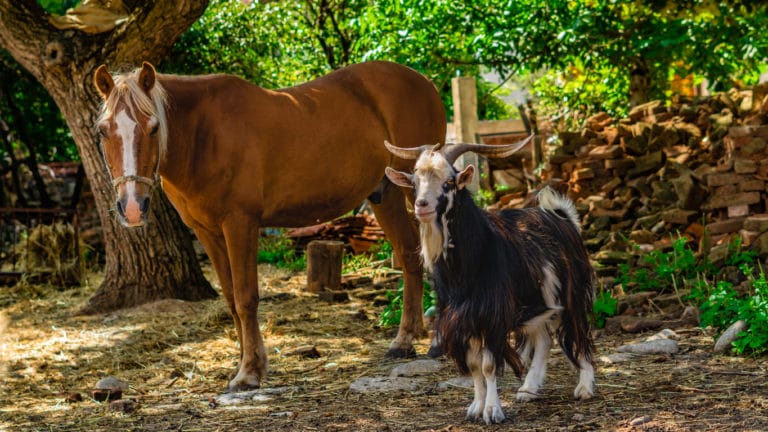 Cheval et bouc