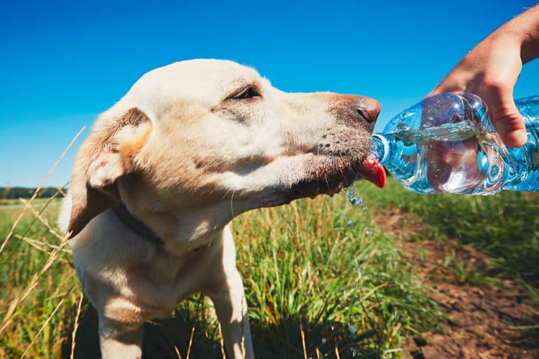 chien coup de chaleur