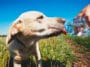 chien coup de chaleur