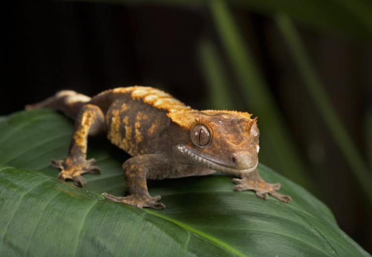 Gecko