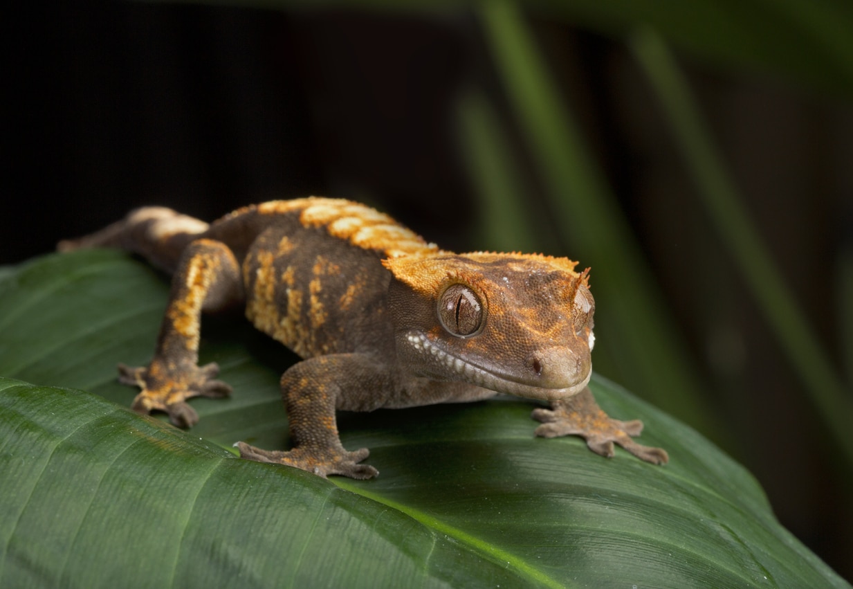 Gecko