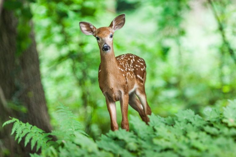 biche