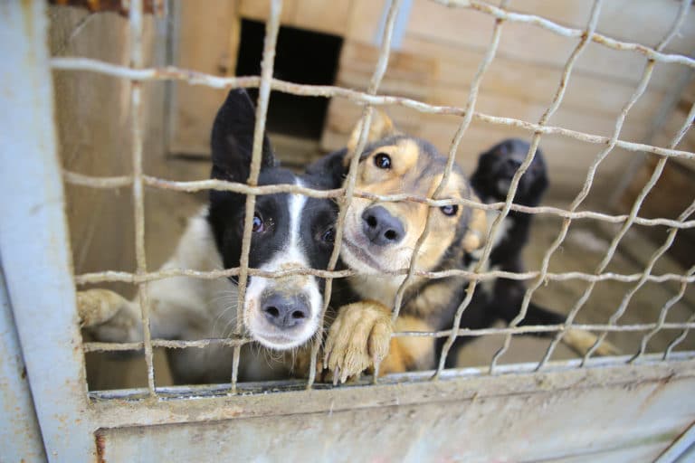 chien cage refuge