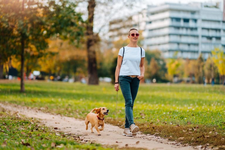 chien promenade exercice