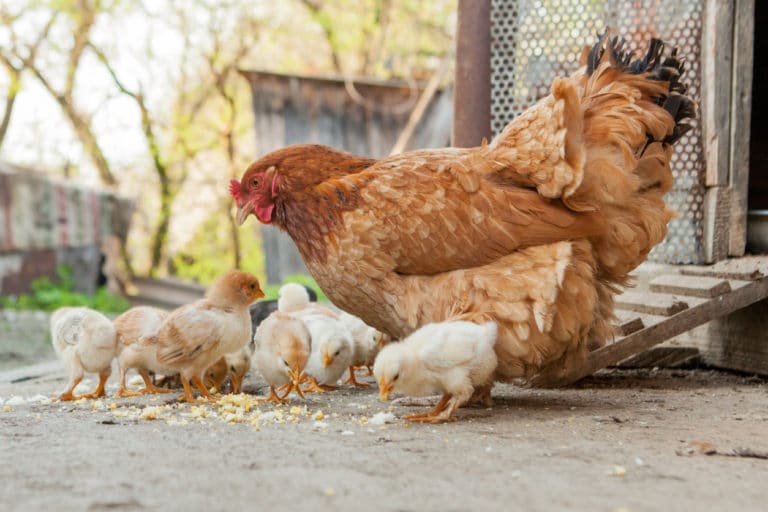 ferme animaux poule poussins poulailler