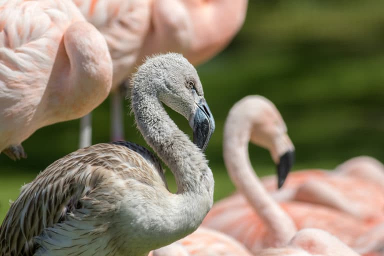 flamant rose poussin