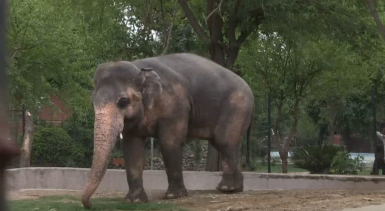 kaavan elephant zoo