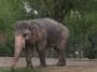 kaavan elephant zoo