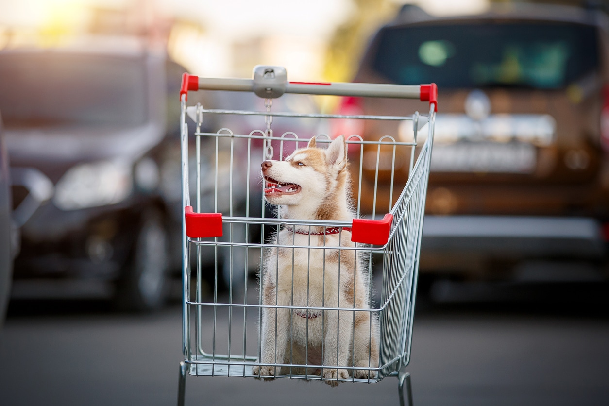 chiot husky adoption