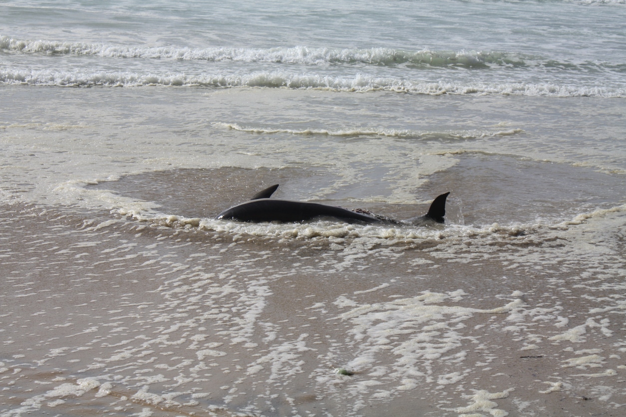 dauphin échoué France