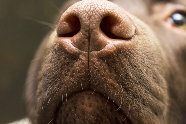 truffe chien labrador