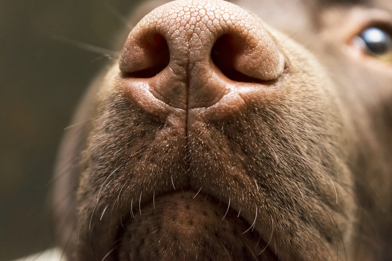 truffe chien labrador