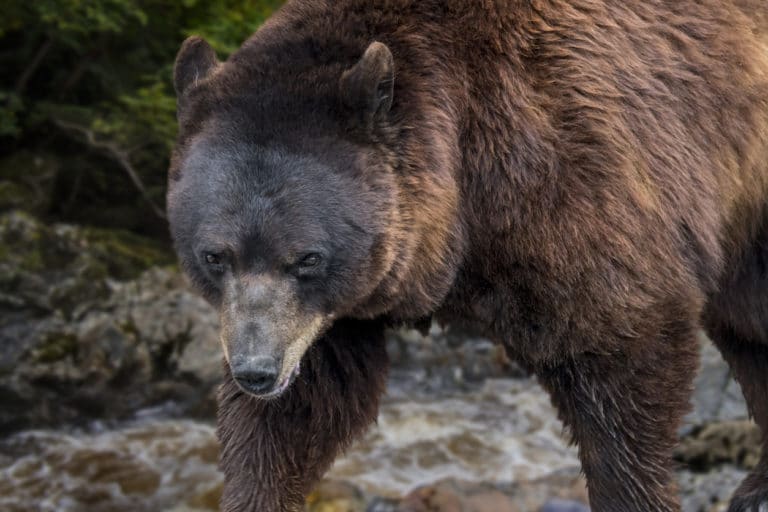 ours brun europe pyrénées
