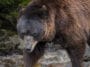 ours brun europe pyrénées