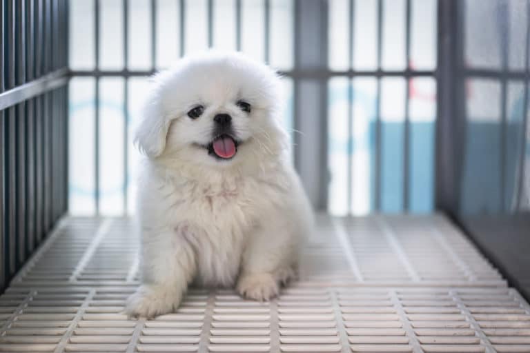 chiot chenil pékinois cage refuge