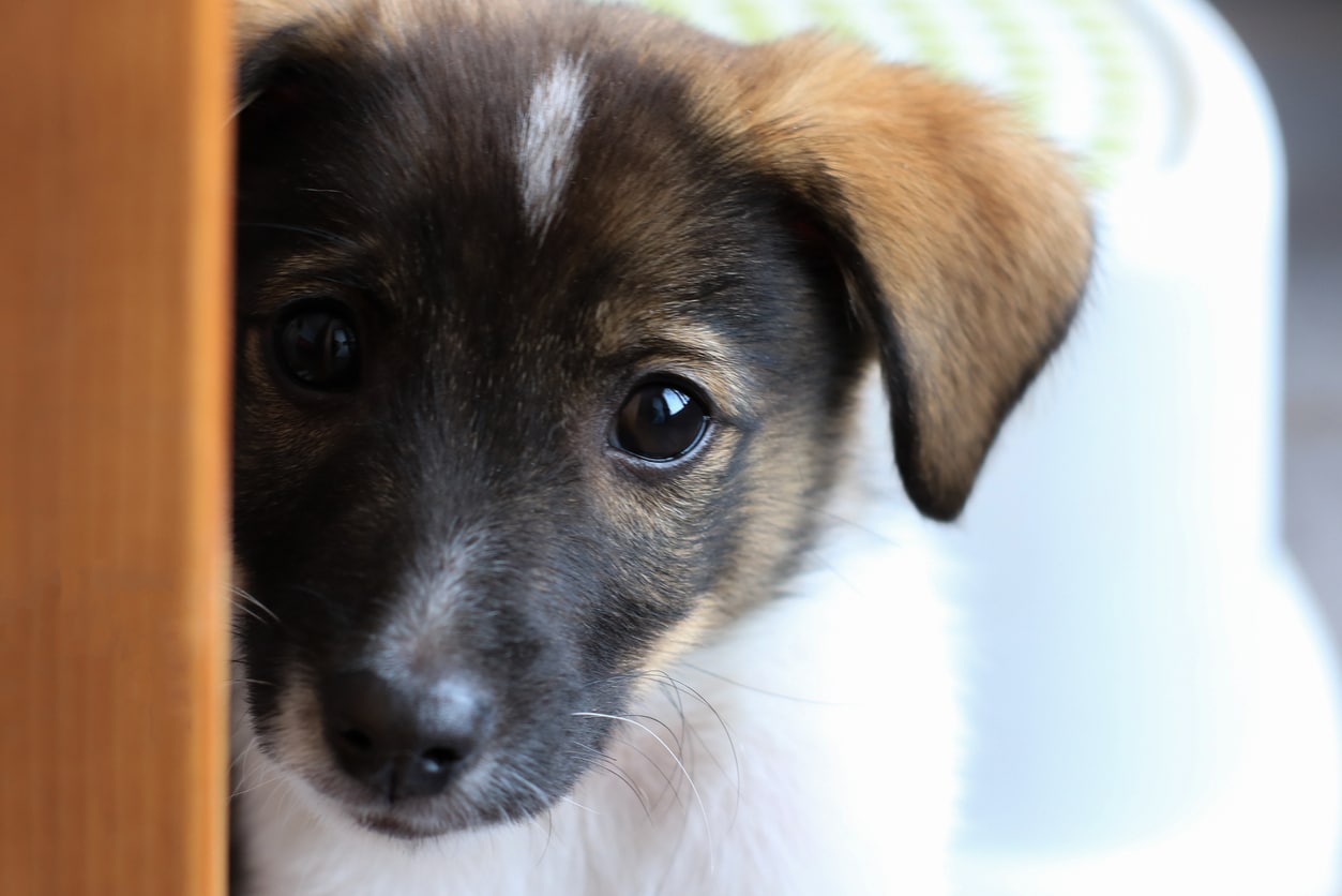 chiot jeune abandon adoption