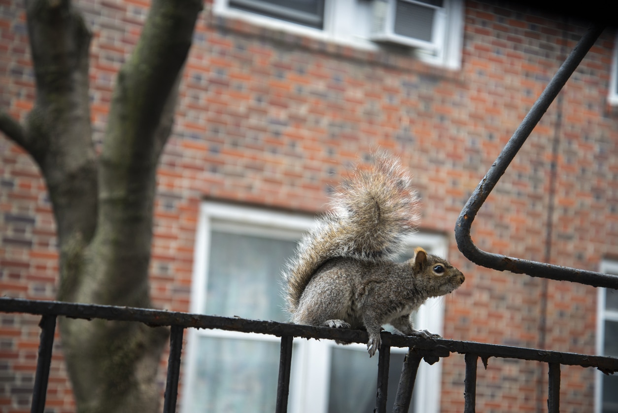 écureuil ville new york