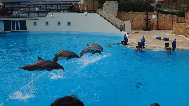 spectacle dauphin Parc Astérix