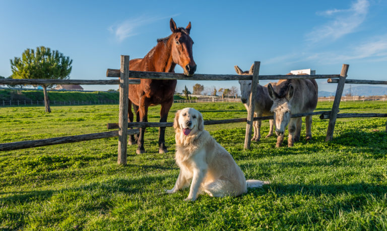 chien, ânes et cheval dans un pré