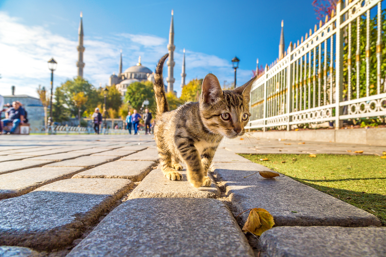 chat Turquie Istanbul